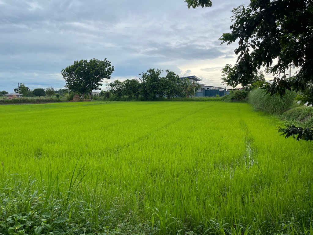 Comparing Farmer’s Income for Dry Seeding and Transplanting Method of Palay in Floridablanca,&nbsp;Pampanga
